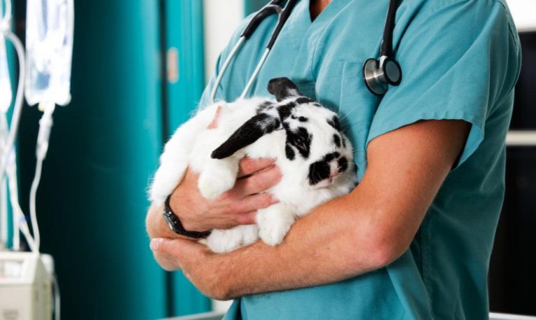 Cómo elegir veterinario