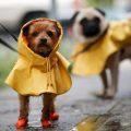 Cómo pasear al perro los días de lluvia