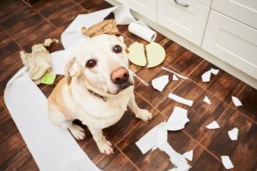 consejos para que tu perro no destroce tu casa cuando no estás