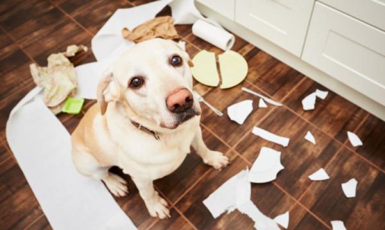 consejos para que tu perro no destroce tu casa cuando no estás