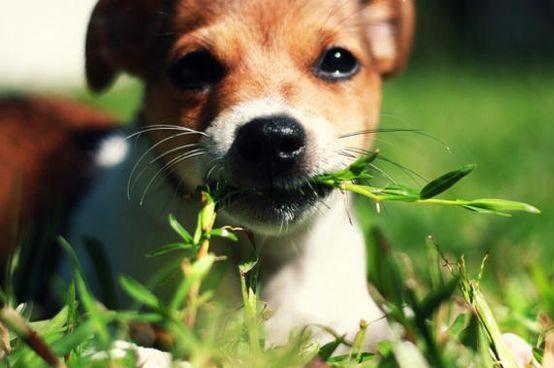 Cuáles son las plantas tóxicas para perros