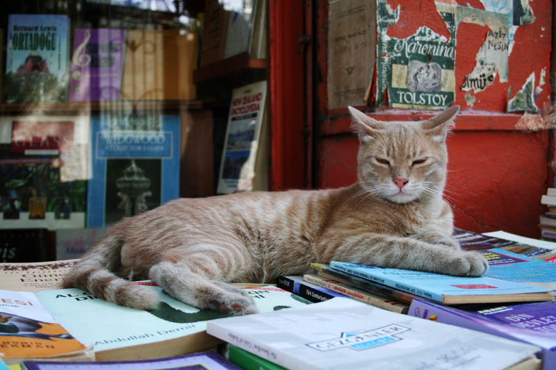 Descubre Estambul La Ciudad De Los Gatos · Curiosidades En Wakyma