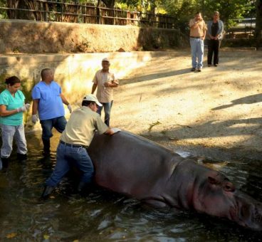 hipopotamo el salvador