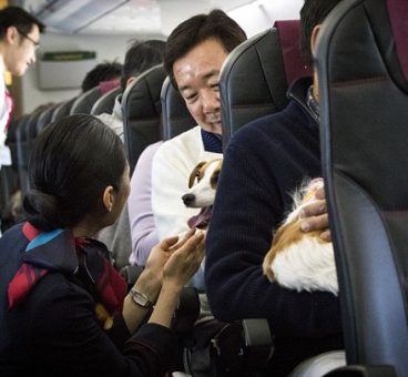 Japan airlines permite viajar con mascotas en cabina