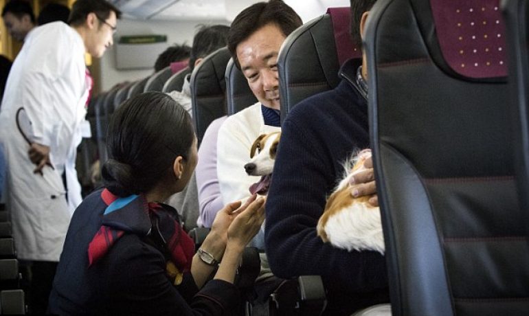 Japan airlines permite viajar con mascotas en cabina