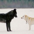 La estrecha amistad entre un lobo y un perro