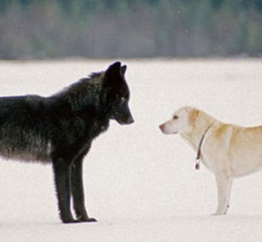 La estrecha amistad entre un lobo y un perro