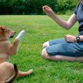 Pasos para entrenar a tu perro