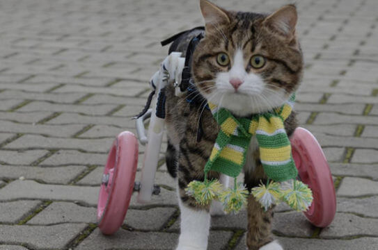 patas bionicas para gatos discapacitados