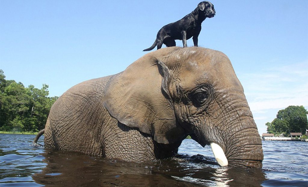 un perro y un elefante se hacen amigos