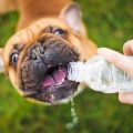 Por qué mi perro tiene mucha sed