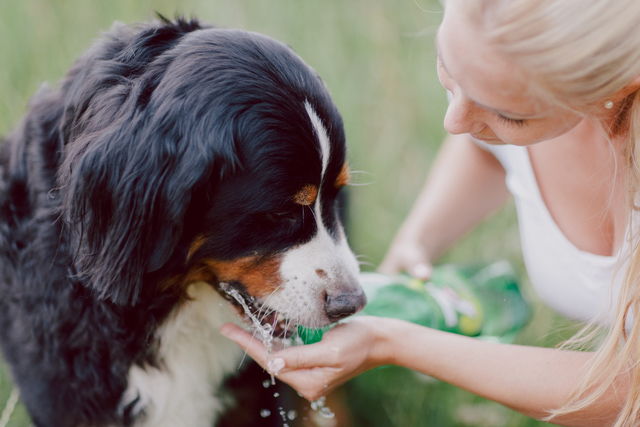 Presta atención al consumo de agua de tu perro