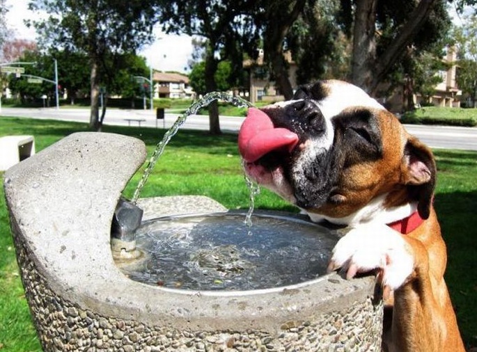 Presta atención al consumo de agua de tu perro