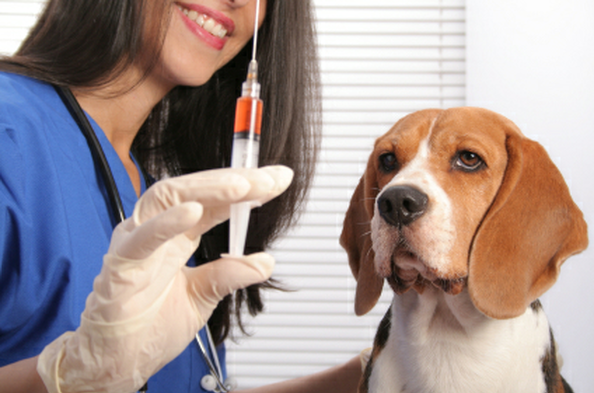 Qué tipos de vacunas en perros hay