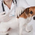 Quieres saberlo todo sobre las vacunas en perros