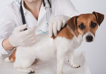 Quieres saberlo todo sobre las vacunas en perros