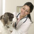 Se puede prevenir el cáncer en perros