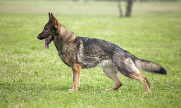 Síntomas y tratamiento de la displasia de cadera en los perros