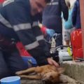Un bombero consiguió salvar la vida de un perro con respiración boca a boca
