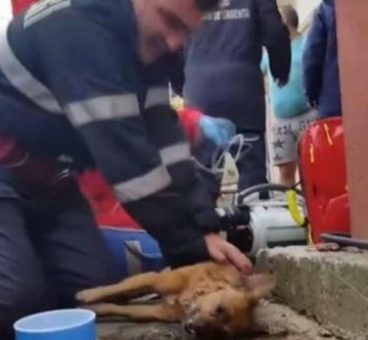 Un bombero consiguió salvar la vida de un perro con respiración boca a boca