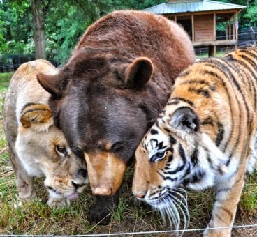 un león, un tigre y un oso son los mejores amigos y compañeros