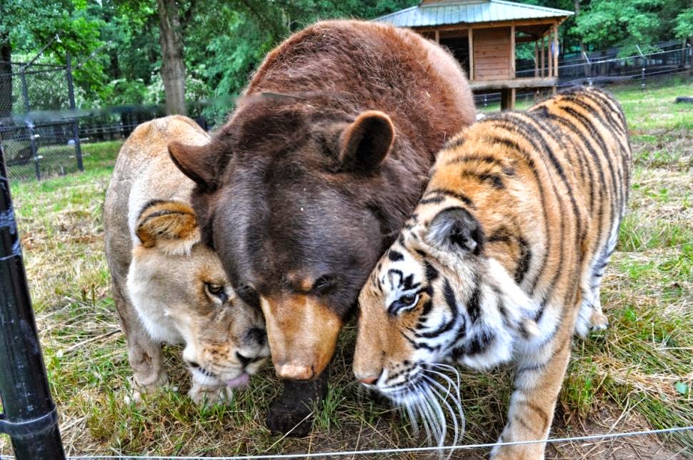 un león, un tigre y un oso son los mejores amigos y compañeros