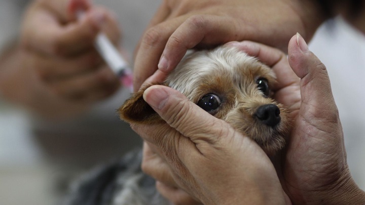 vacunar a tu mascota puede salvarle la vida