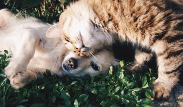 5 Consejos para mejorar la convivencia entre perros y gatos