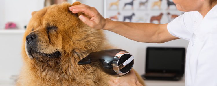Consejos clave para saber cómo quitar los nudos del pelo de un perro