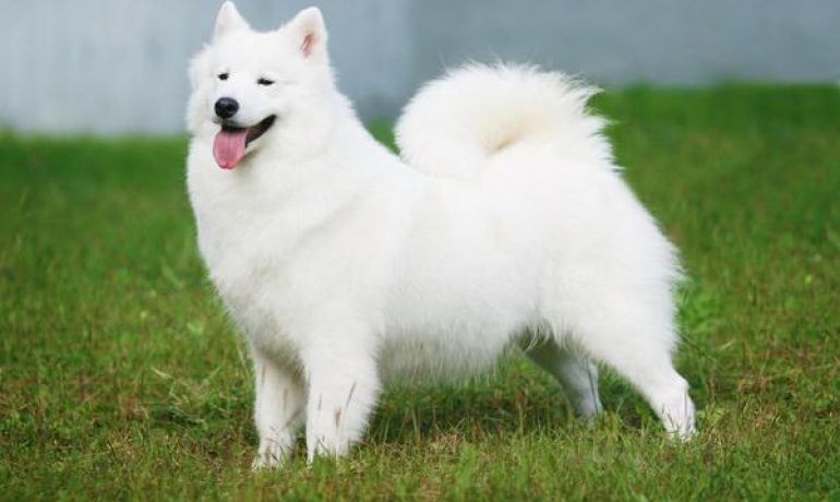 Consejos para comprar un perro American Eskimo