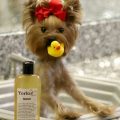 Consejos para cuidarle el pelo a un perro Yorkshire Terrier