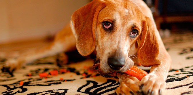 Consejos para elegir la mejor dieta blanda para perros