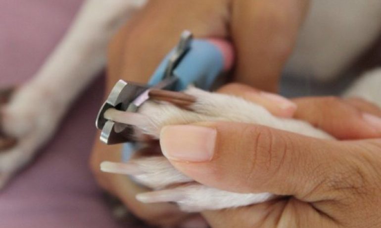 Consejos para saber cómo cortarle las uñas a un cachorroConsejos para saber cómo cortarle las uñas a un cachorro