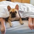 Cosas que debes saber ANTES de dormir con tu perro en la cama