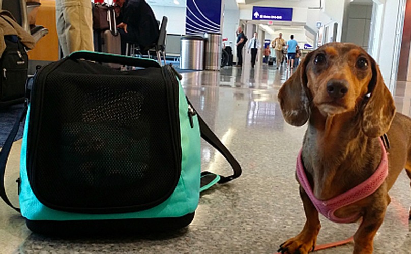 Cuánto cuesta viajar en avión con mascotas 