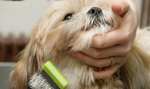 Cómo quitar los nudos del pelo de un perro