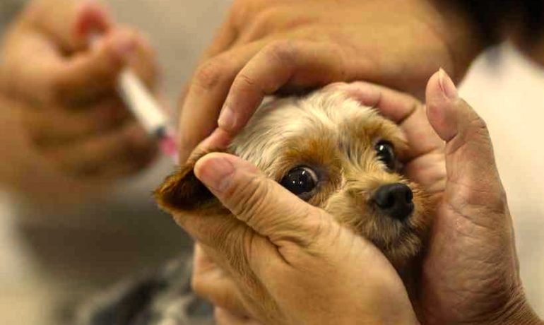 Efectos secundarios de las vacunas para perros