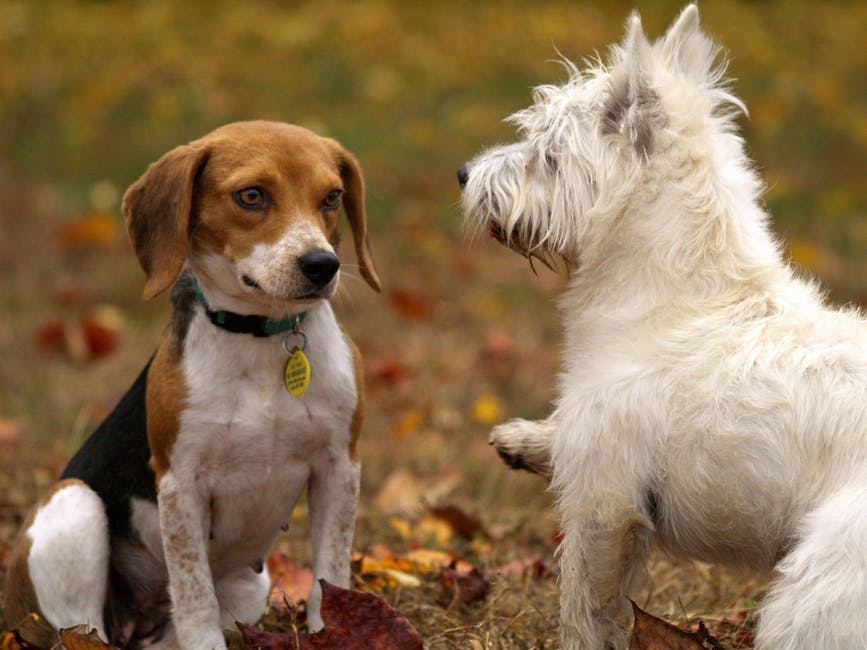 El paseo de los perros, oportunidad de socialización