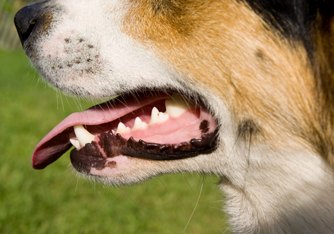 Encías sensibles y gingivitis en perros