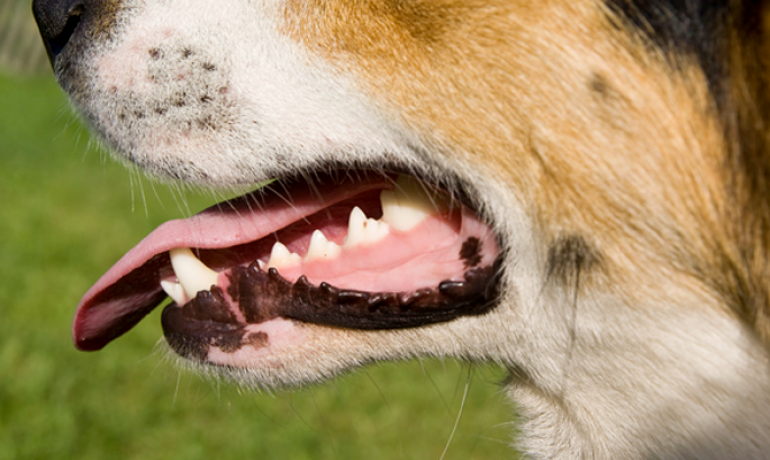 Encías sensibles y gingivitis en perros