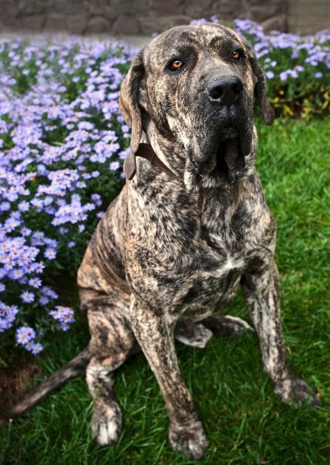  las razas de perro más grandes del mundo el Fila brasileño