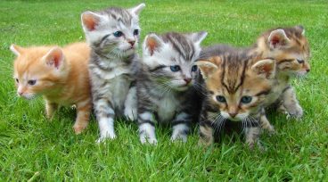 Las 10 razas de gatos más cariñosos