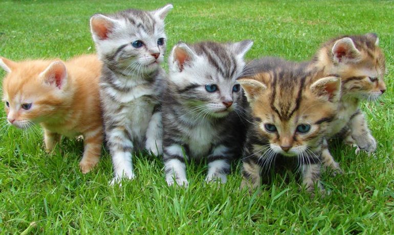Las 10 razas de gatos más cariñosos