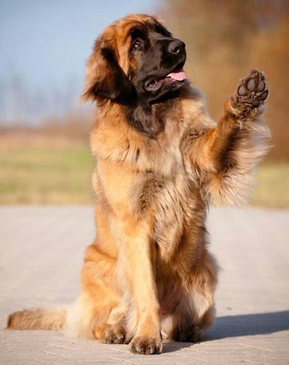 las razas de perro más grandes del mundo el Leonberger