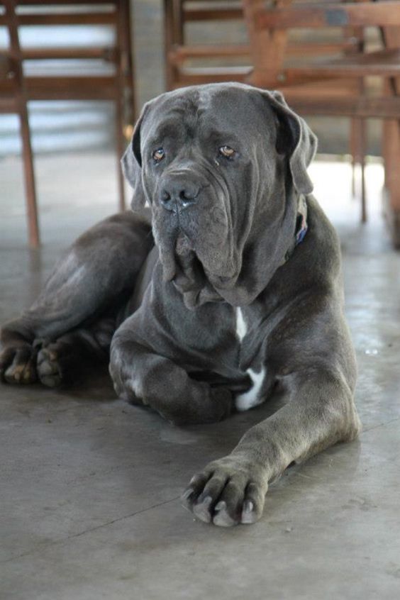 las razas de perro más grandes del mundo el mastín napolitano