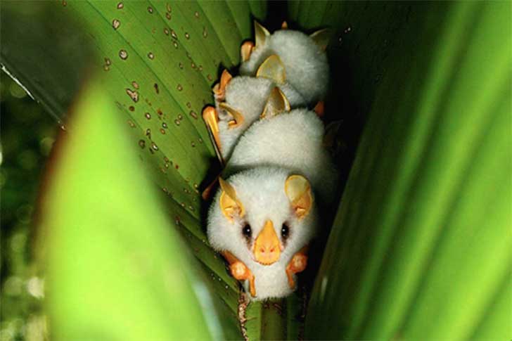 Murciélago blanco hondureño