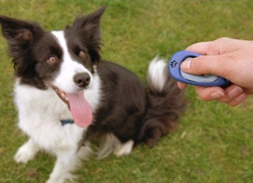 Precauciones al utilizar el clicker para perros