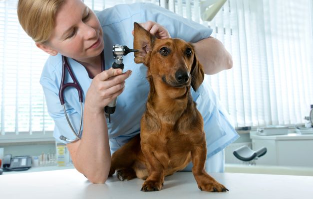 Preguntas básicas para un veterinario