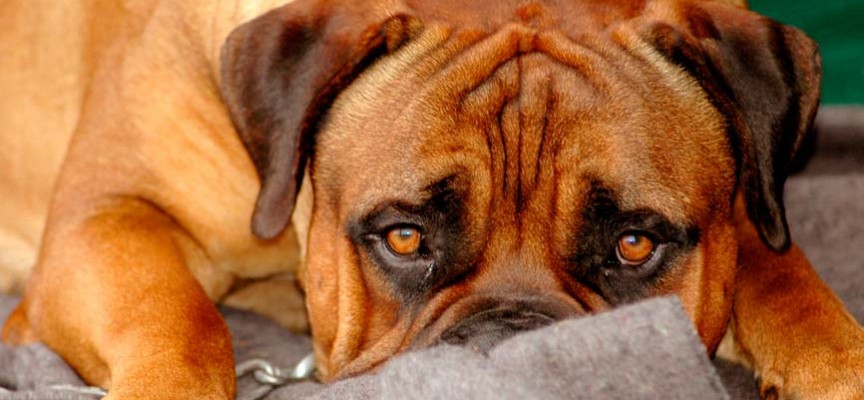 Qué es el estrés en perros