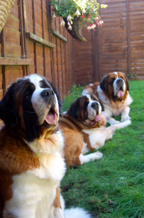 las razas de perro más grandes del mundo el san bernardo